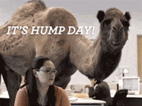 funny hump gif|happy hump day images gif.